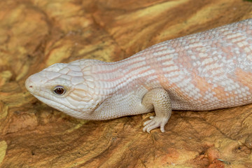 Blue-tongue lizard with morph colors