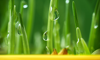 drops of dew on young sprouts of wheat in a flower pot macro