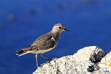 Sandpiper bird walking on rocks at seashore