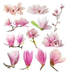 Obraz na płótnie Canvas magnolia flowers