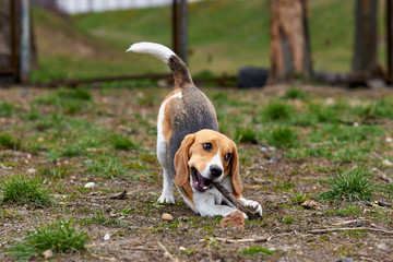 one beagle dog plays with a wooden stick in a funny pose - obrazy, fototapety, plakaty