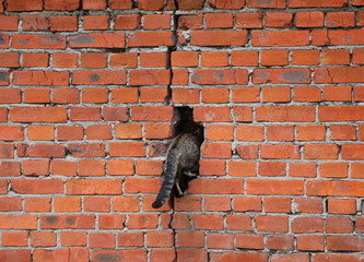 Gray cat climbs into a hole in the brick wall of the crane