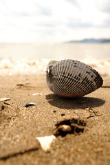 vertical image of an opened white and black shell on a sandy beach against the background of white sea foam