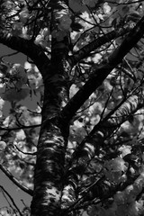 branches of a blooming cherry tree in black and white