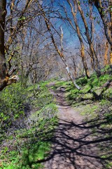 Hiking Trails in Oquirrh, Wasatch, Rocky Mountains in Utah early spring with leaves. Backpacking, biking, horseback through trees in the Yellow Fork and Rose Canyon by Salt Lake City. United States of