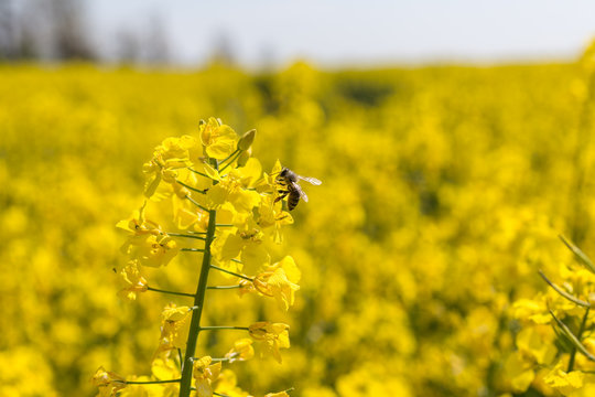Honey Bee collecting pollen on yellow rape field. Selective focus.