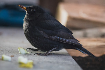 A blackbird sitting on a concrete shelf and looking towards the camera. Some freshly cut apples just in front of the blackbird. Black bird posing