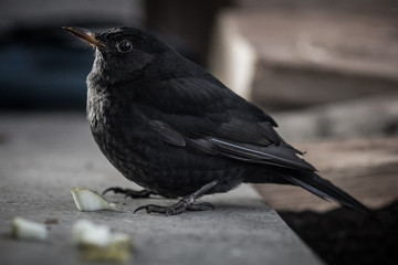 A blackbird sitting on a concrete shelf and looking towards the camera. Some freshly cut apples just in front of the blackbird. Black bird posing