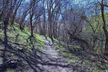 Hiking Trails in Oquirrh, Wasatch, Rocky Mountains in Utah early spring with leaves. Backpacking, biking, horseback through trees in the Yellow Fork and Rose Canyon by Salt Lake City. United States of