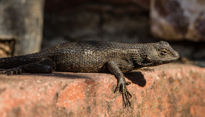 Western Fence lizard on brick in the sun. 