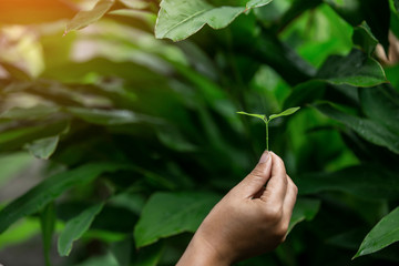 Hands of the farmer are planting the seedlings into the soil