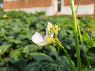 Flower of Cowpea field peas black-eyed peas crowder peas southern peas nylon Long green beans...