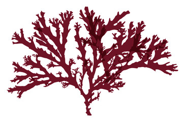 This is a red algae in the sea.