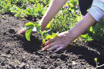 An elderly woman is planting strawberry seedlings in the garden. Classes for pensioners on the garden plot