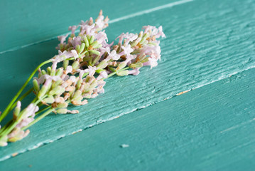 pink lavender flowers on blue wood table background