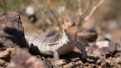 Desert Iguana at home in the Mojave desert