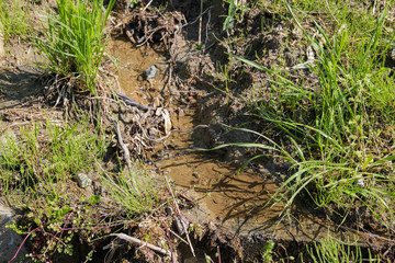 The water flowing in the paddy fields.