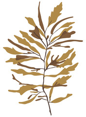 This is a brown algae in the sea.