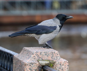 A crow sits on a granite fence