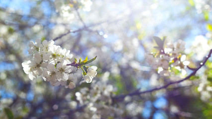 Obraz premium Flowering branches of trees in spring. Background with flowers in backlight and focus on several flowers.