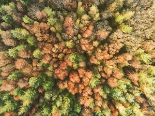 Aerial top view on a trees in a forest.