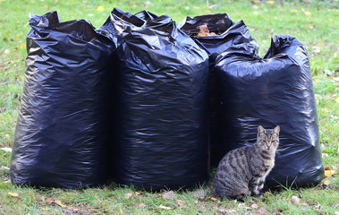 Gray cat on the background of black garbage bags with fallen leaves