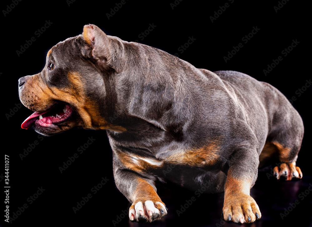 Wall mural American bull , dog, studio photography on a black background