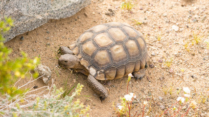 a desert tortoise in the Mojave Desert near Baker California, Gopherus agassizii.