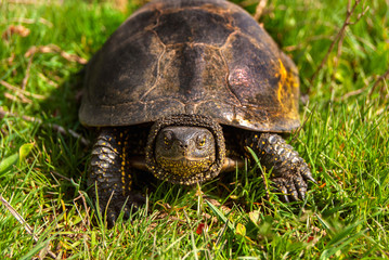big marsh beautiful turtle
