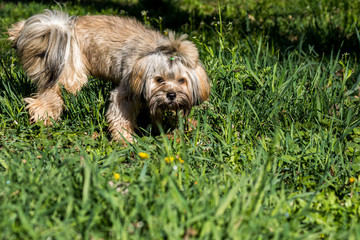 Naklejka na ściany i meble Lovely shaggy dog walks in the park on a green grassy lawn. Sunny day. Pets. Close-up.