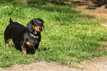 Lovely dark dog walks in the park on a green grassy lawn. Sunny day. Pets. Close-up.