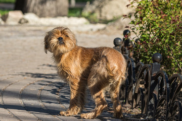 A decorative Belgian (or Brussels) dog Griffon walks in the park. Pets. Close-up.