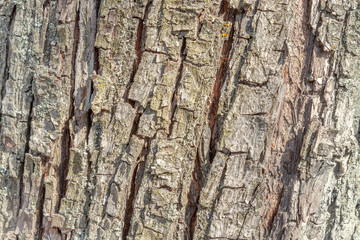 Texture background from old bark of a tree trunk.