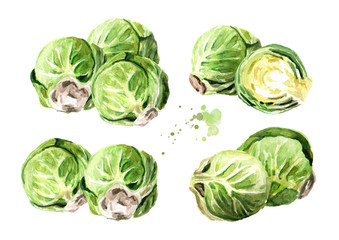Fototapeta premium Heap of Brussels sprouts set. Hand drawn watercolor illustration isolated on white background