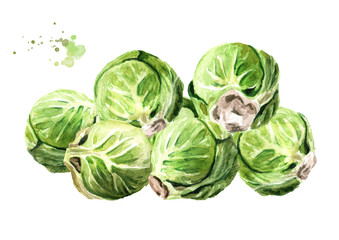 Fototapeta premium Heap of Brussels sprouts. Hand drawn watercolor illustration isolated on white background