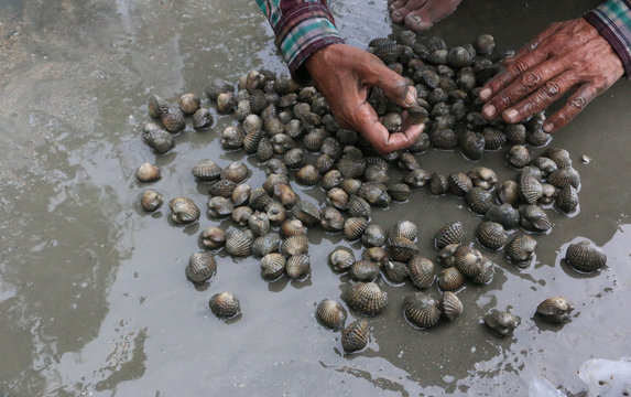 Close-up Of Man Holding Cockles At Beach
