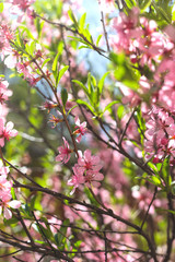 Pink flowers of a flowering spring bush with young green leaves. Spring background and concept.