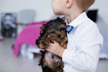 yorkshire terrier puppy in a hand child