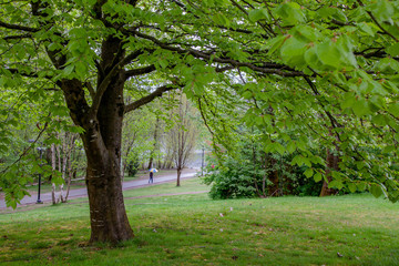 Fototapeta na wymiar Walk on path in park with umbrella in rainy day. Big tree in foreground