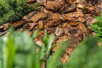 Tree bark for decoration and mulching in landscape design. Tree bark texture macro background...