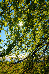New leaves trees in spring time at Baltic sea coast.