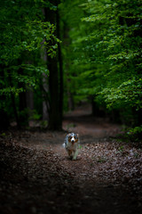 Australian Shepherd dog wandering in dark forest