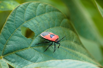 ladybug on leaf