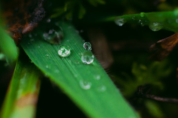A drop of pure water on the grass macro shot. Shortage of clean drinking water in the world.