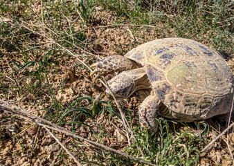 turtles big in the steppe for design
