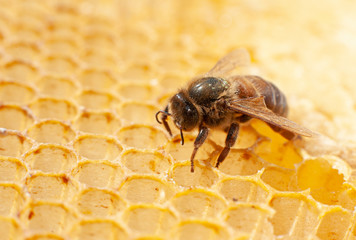 close-up of a queen bee with a mark on its back, sitting on a honey yellow honeycomb. The female...
