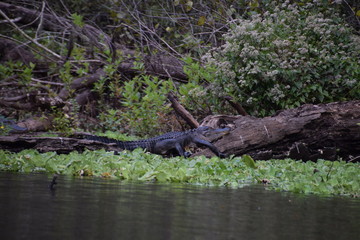 crocodile in wildlife