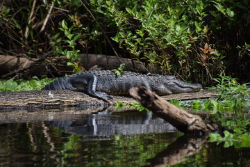 crocodile in wildlife