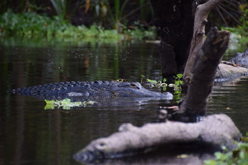 crocodile in wildlife