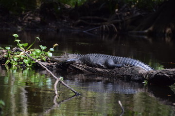 crocodile in wildlife